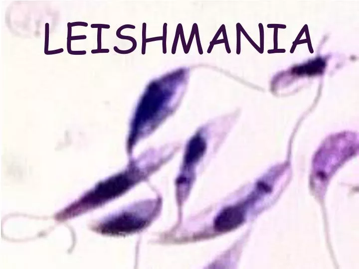 leishmania