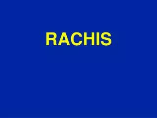 rachis