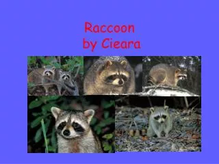 Raccoon by Cieara