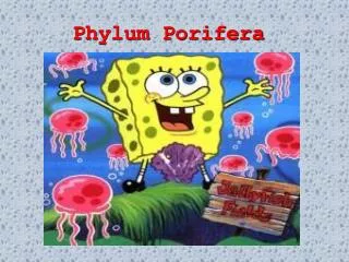 phylum porifera