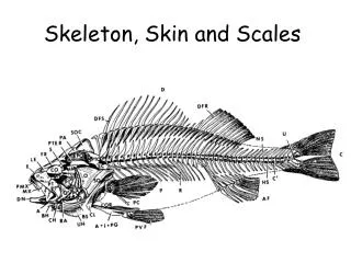 Skeleton, Skin and Scales