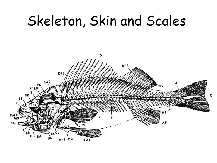 skeleton skin and scales