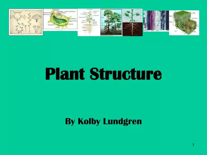 plant structure