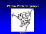 Phylum Porifera: Sponges - slide 1