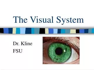 The Visual System