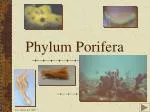 Phylum Porifera - slide 1