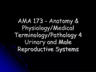AMA 173 - Anatomy &amp; Physiology/Medical Terminology/Pathology 4 Urinary and Male Reproductive Systems