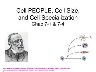 Cell PEOPLE, Cell Size, and Cell Specialization Chap 7-1 &amp; 7-4