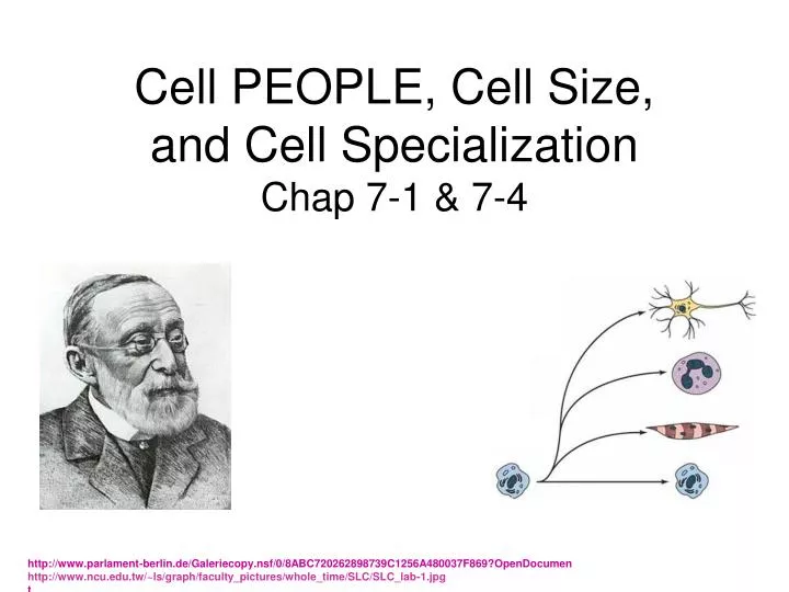 cell people cell size and cell specialization chap 7 1 7 4