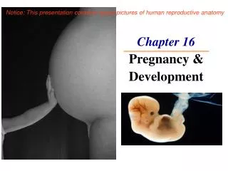 Chapter 16 Pregnancy &amp; Development