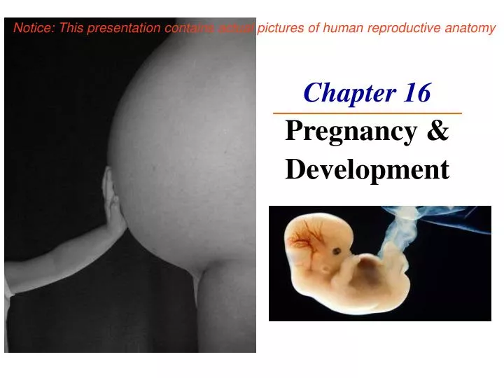 chapter 16 pregnancy development