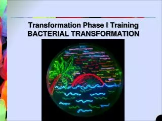 Transformation Phase I Training BACTERIAL TRANSFORMATION