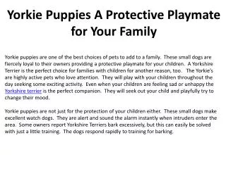 Yorkie Puppies A Protective Playmate for Your Family