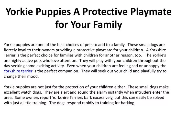 yorkie puppies a protective playmate for your family