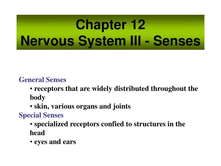 chapter 12 nervous system iii senses