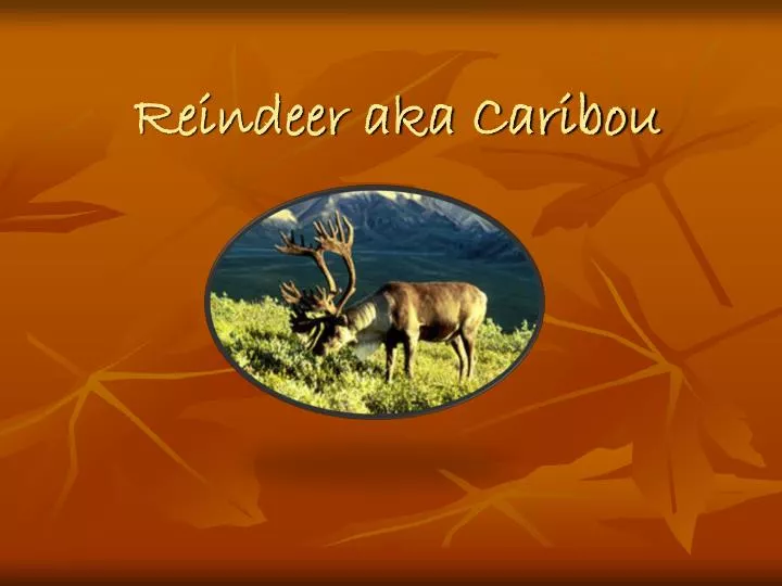 reindeer aka caribou