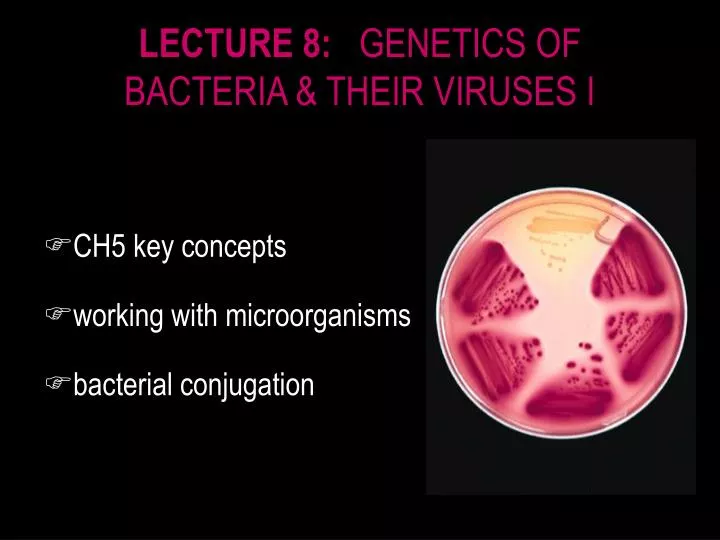 lecture 8 genetics of bacteria their viruses i