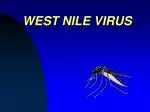 WEST NILE VIRUS - slide 1
