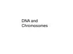 DNA and Chromosomes