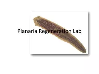 Planaria Regeneration Lab