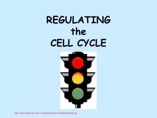 REGULATING the CELL CYCLE