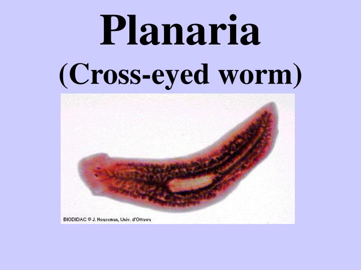 planaria cross eyed worm