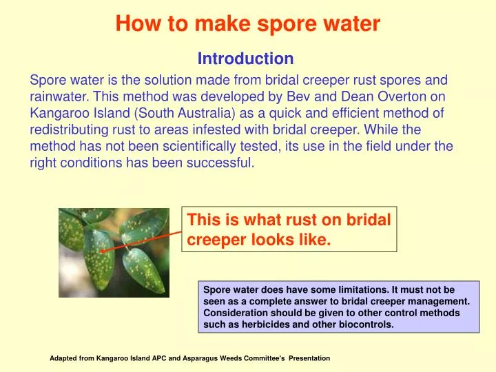 how to make spore water