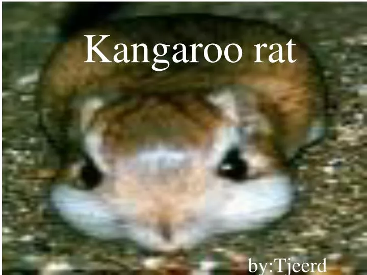 kangaroo rat