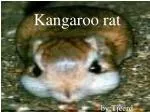 Kangaroo rat - slide 1