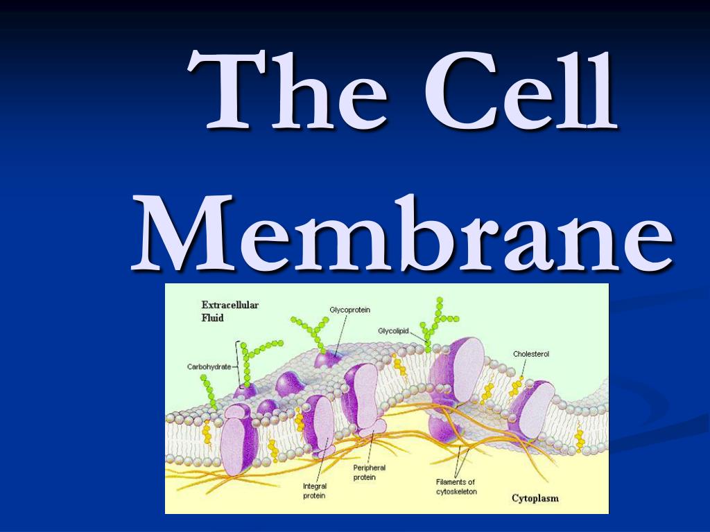 PPT - The Cell Membrane PowerPoint Presentation, free download - ID:501873