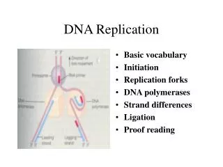 DNA Replication