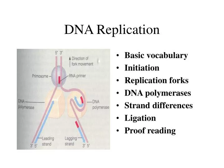 dna replication