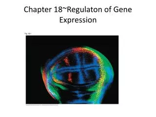 Chapter 18~Regulaton of Gene Expression