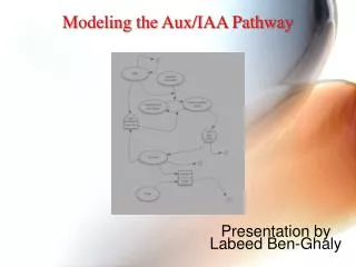 Modeling the Aux/IAA Pathway