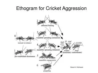 Ethogram for Cricket Aggression