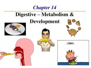 Chapter 14 Digestive – Metabolism &amp; Development