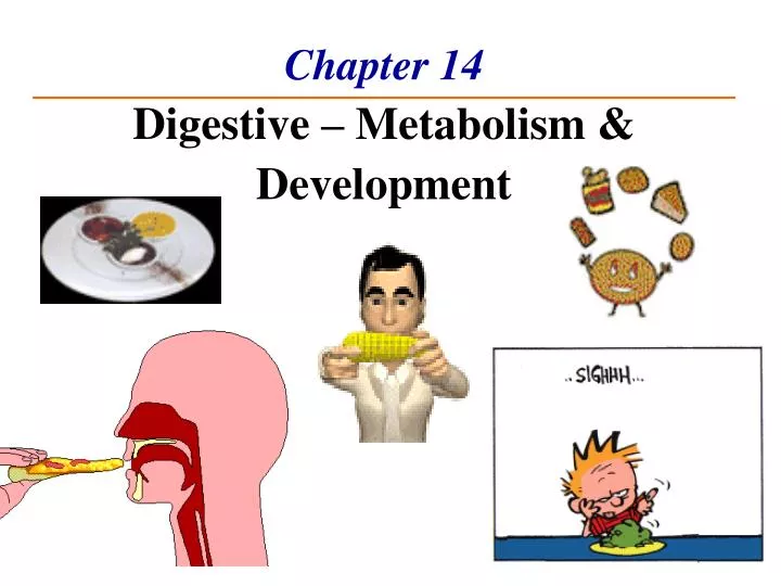 chapter 14 digestive metabolism development