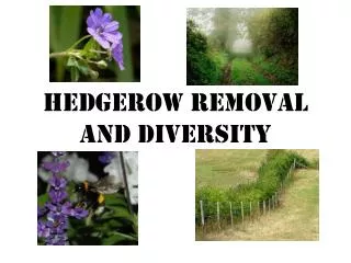 hedgerow removal and diversity