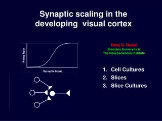 Synaptic scaling in the developing visual cortex