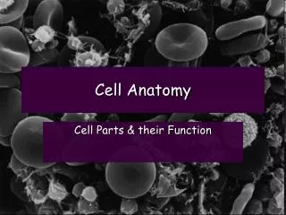 Cell Anatomy