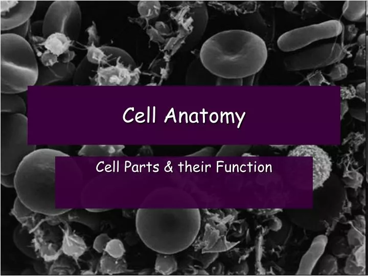 cell anatomy