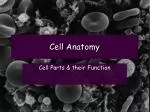 Cell Anatomy - slide 1