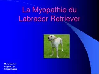 La Myopathie du Labrador Retriever
