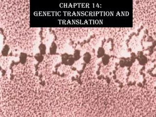 Chapter 14: Genetic Transcription and Translation