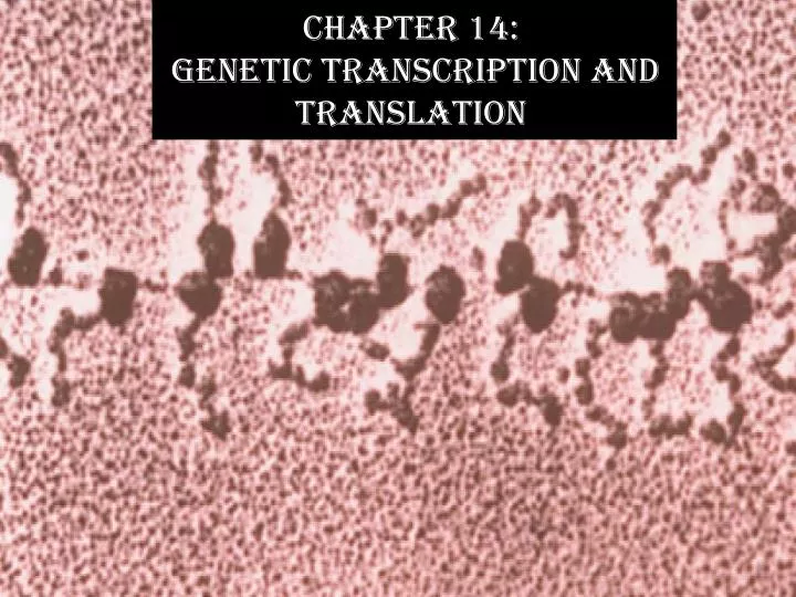 chapter 14 genetic transcription and translation