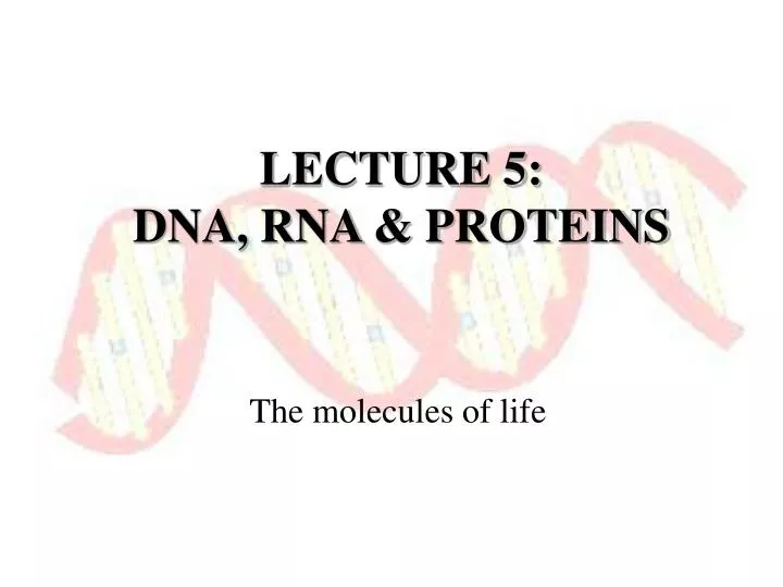 lecture 5 dna rna proteins
