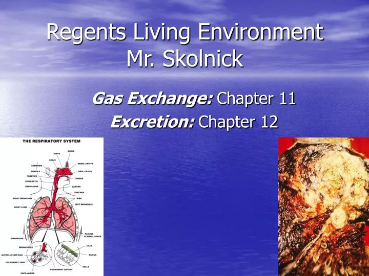 regents living environment mr skolnick