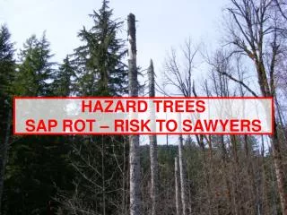 HAZARD TREES SAP ROT – RISK TO SAWYERS