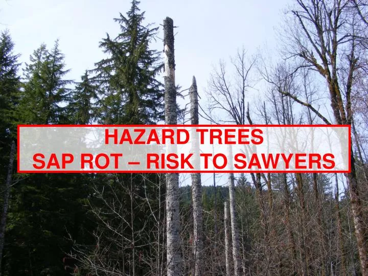 hazard trees sap rot risk to sawyers