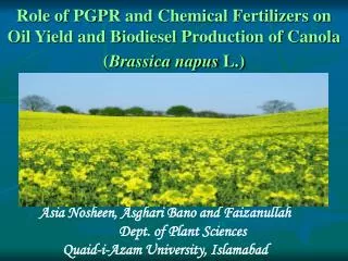 Role of PGPR and Chemical Fertilizers on Oil Yield and Biodiesel Production of Canola ( Brassica napus L.)